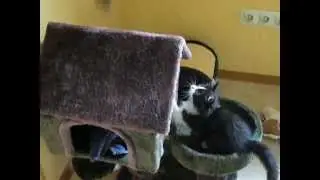 Spielende Katze