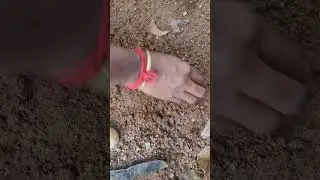 good results potato planting #video