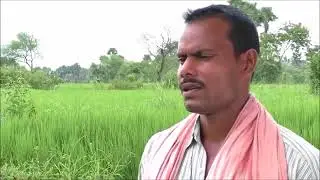BPH management in paddy cultivation_Odia_DoA_Angul_Odisha