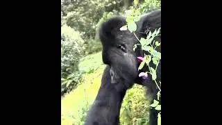 Rwanda Safari - Africa's Most Accessible Gorilla Trekking