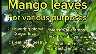 The health benefits of mango leaves 