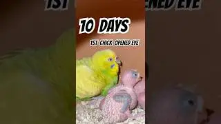 Budgie breeding progress #budgielove #birds #budgie_videos #parrot #budgiesfamily