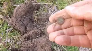 USA Continental Line Button found Metal Detecting in Virginia!