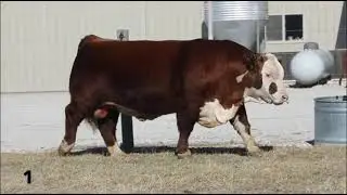 YCC MR Hans 2402 - 1 Purebred  Bulls For Sale
