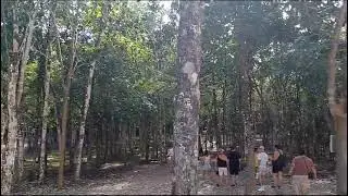 Walking Around Nohoch Mul Large Pyramids In Coba, Mexico. 😀 Oct 2023.