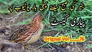 Batair ki sobha keliye ...vol 76,batair ki mornig awaz,batair ki awaz ,batair hunting,batair 2023