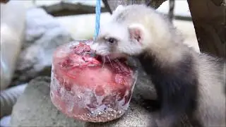 Eis gegen die Hitze: Frettchen im Wildpark-MV