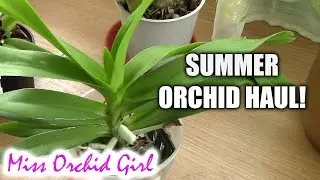 Summer orchid haul! - Schwerter order