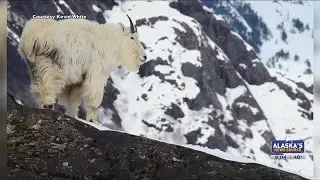 Livin&rsquo; on the edge: Avalanches linked to mountain goat population deaths