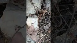 #rockhounding #quartz #northcarolina #rocks #hike