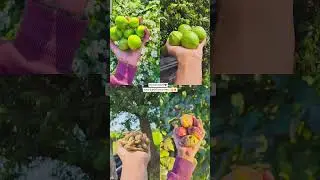 #villagelife #village #desi #gav #gujarati #khetibadi #farming #trending #music #story #soon #vidio
