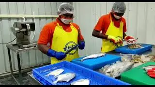 Semi Auto Chicken cutting machine