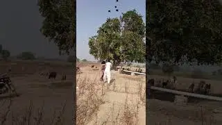 amazing hunting birds😱 #gianteagle #villagelife #junglehunter #hunting #harehunting