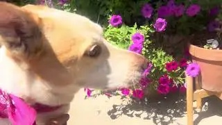 Tara Bunny Sunshine 🐝🐰🐝 #garden #dog #flowers #herbs #basil 