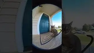 Honey bees attack on the cat #wildlife #nature #viral #cat