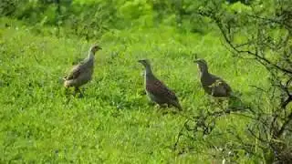 Grey Francolin Fighting in field - gora teeter larai
