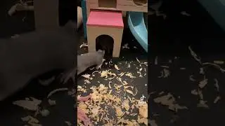 Baby rat playtime 🥰😍❤️ #fancyrats #cuteanimals #babyanimals #animals #pets #petrats #babyrats