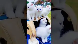 TURKISH BLUE EYES WHITE CAT SO CUTE #cutewhitecat #kitten #cutecat #catlover #lazwaalpegham 😻😻😻🐈🐈🐈