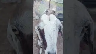 goat farm house #goat