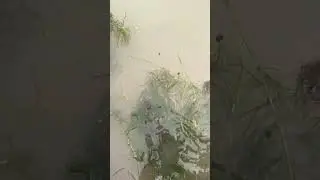 aquatic plants in the wild