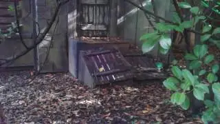 Drayton Manor - Haunting Entrance
