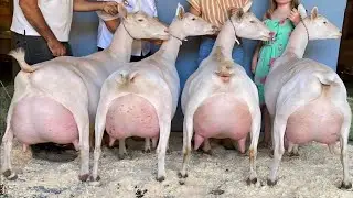 The milk of these goats is more valuable than gold. You will be shocked to see the milk. Best Goa...