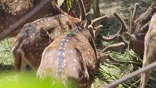 Beautiful deer