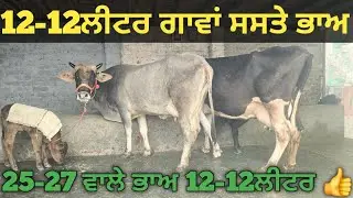 ਸਸਤੇ ਭਾਅ 2 ਗਾਵਾਂ ਵੀਕਾਓ। cows for sale/vadiya farm/31-12-25