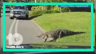 Safety tips for alligator mating season