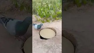 Easy Bird Trap 2025 #shorts