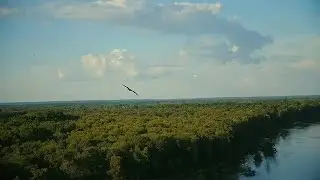 Flying Eagle Stock Video