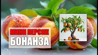 Балконные персики Бонанза в России | City Gardens