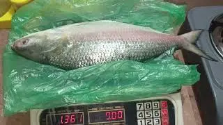 Hilsha Fish Weight Measurement