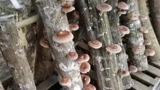 Shiitake Mushrooms Ready to Harvest at Little Eden Heirloom Farm