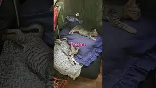 Exhausted. After thrashing my sewing corner, they flat tired.#catrescue #adoptedkittens