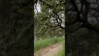 Beautiful Petaluma