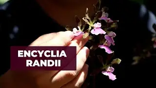 Orqu&iacute;dea Encyclia Randii