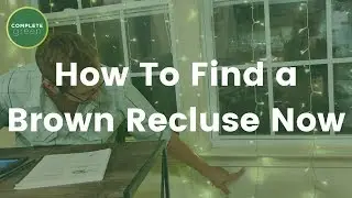 The Secret Hiding Spots of the Brown Recluse