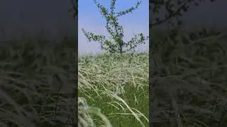 Ковыль трава, Холки, Белгородская область. Grass grass, Withers, Belgorod region. #белгород #холки