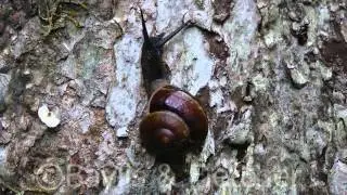 Brooke's Bertia snail, Mulu NP, Malaysia. 20140326_170630.m2ts