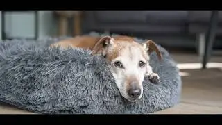 Pet's Relief Allergone - Free your pet from house dust mite allergens