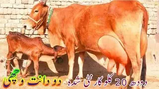 Jersey frizen cow for sale YouTube(03061061151) February 3, 2026