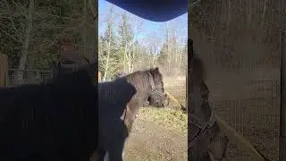 EQU220-Unit2-Equine Turnout-Melissa Cavender