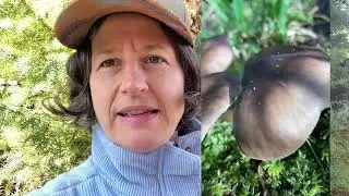 What edible mushrooms can you find in spring? Deer mushrooms