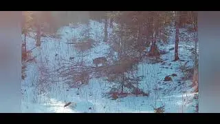 Spring through summer Wisconsin whitetail and a big buck!