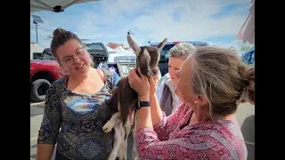Sun Blanket Life Farm to Fork Report - Gemma the baby goat!