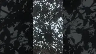 Paranoid Mikes Bird Watching