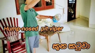Hump-nosed pit viper..කුනකටුවා 