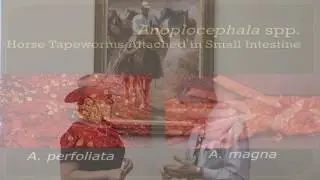 Tom Craig - Parasite Control in Horses - Internal Parasites that Cause Colic