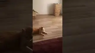 Ковёр напал на кошку .